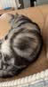凯锐思猫粮7岁以上天然老年期猫粮全价猫粮1.5kg 实拍图