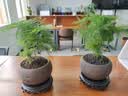 文竹盆栽绿植花卉盆景植物室内客厅水培文松云竹文竹大苗四季常青 文竹+舍得陶瓷盆+塑料圆底托 高度15-25cm 实拍图