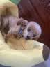 HELLOJOY狗窝四季通用可拆洗床小型犬睡窝新式香蕉船小狗宠物猫窝半封闭 实拍图