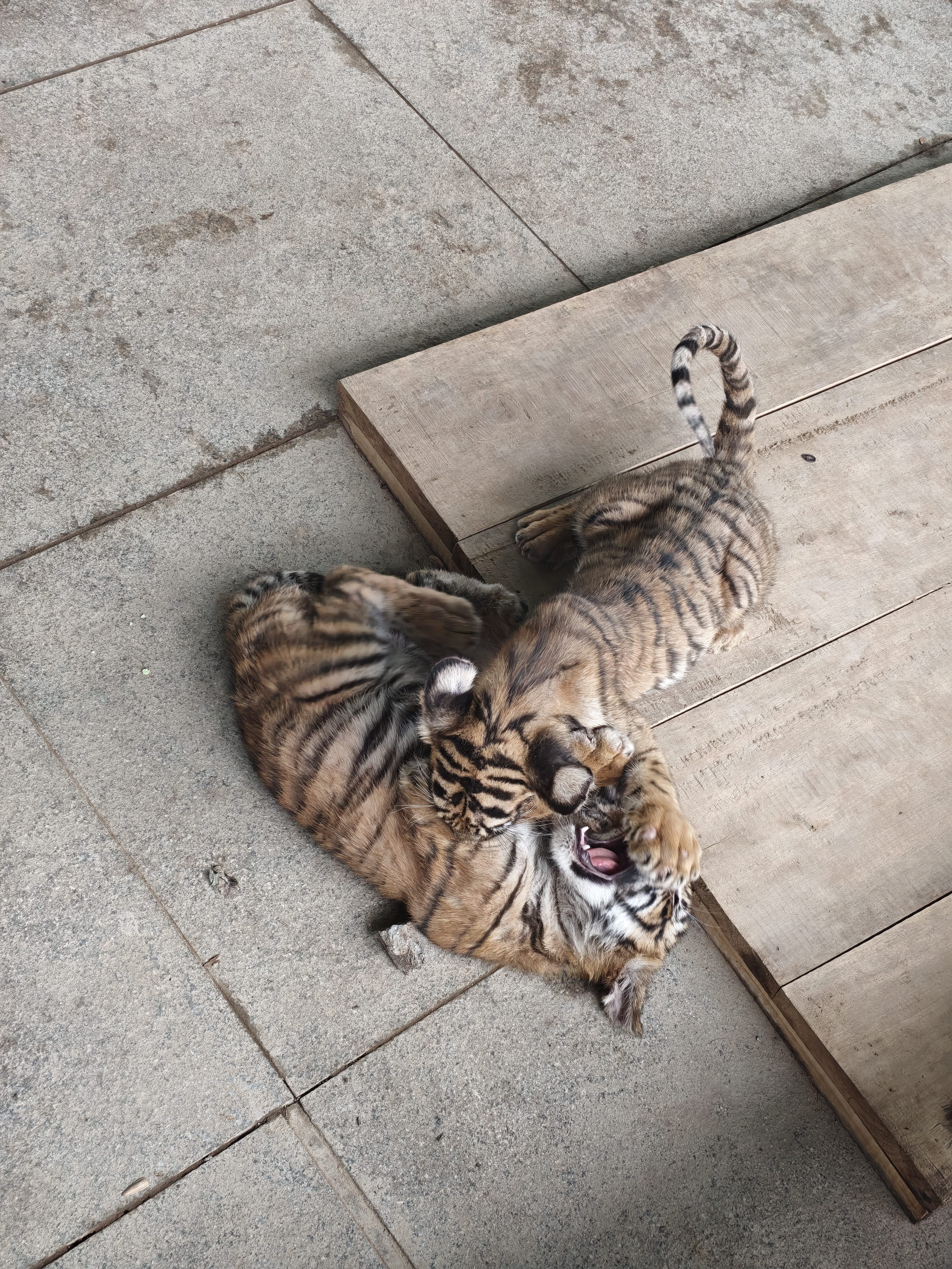 沃趣 猫砂2.0升级版低尘猫砂膨润土清香型猫砂强效除臭20斤易储存 实拍图