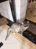 好主人（CARE）金装无谷猫粮通用高肉高蛋白【升级金装80%含肉量】成猫粮2.5kg 实拍图