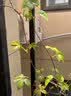 花翁爬山虎树苗爬藤植物四季常青不落叶爬墙虎绿植花卉园盆栽源头直发 实拍图