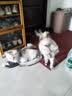 伟嘉成猫猫粮3.6kg海洋鱼味布偶夹心粮【原料透明】 实拍图