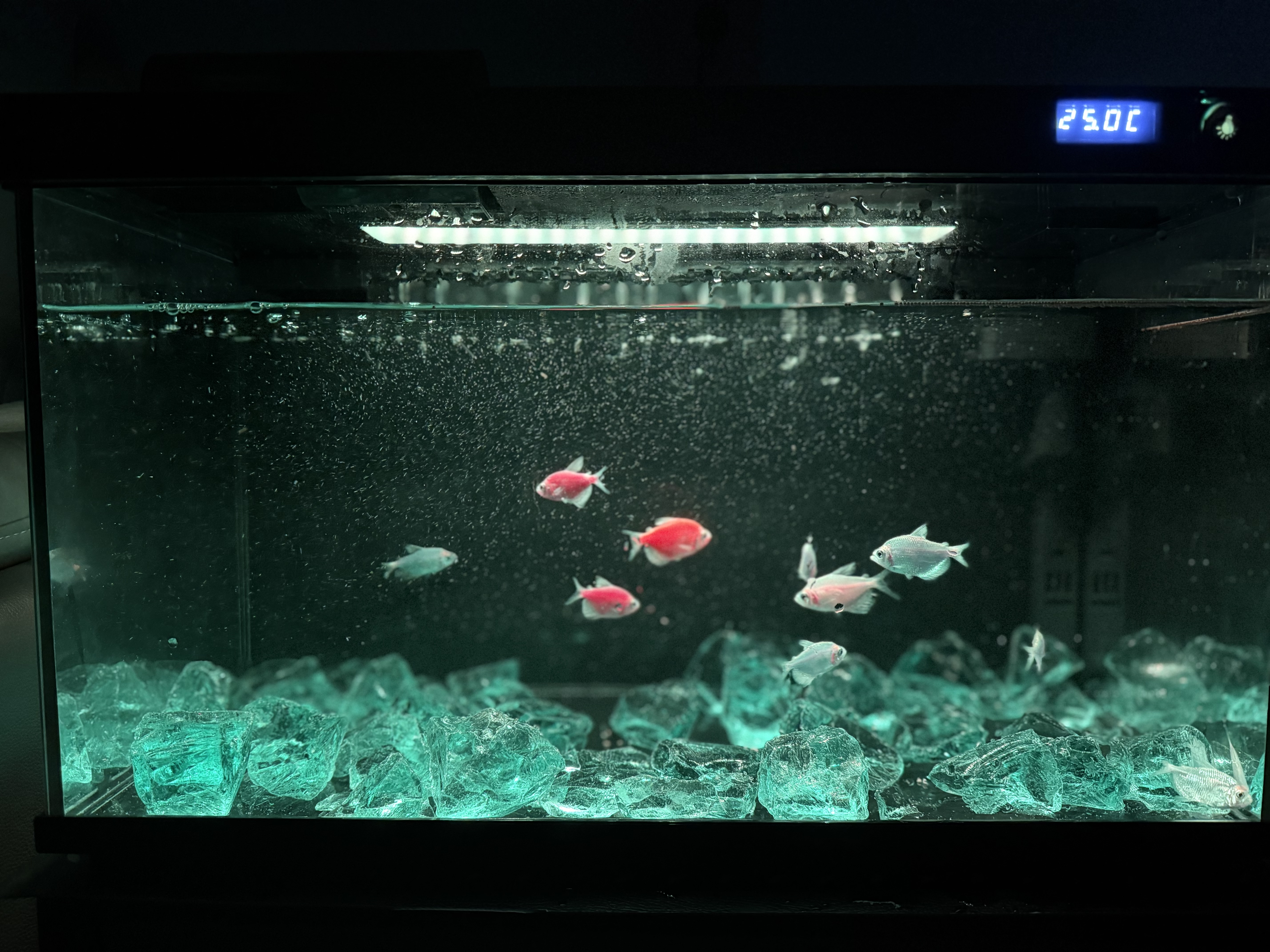 独宠你森森同款超白鱼缸小型免换水生态鱼缸一体缸自循环自动喂食LE480B 实拍图