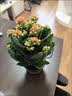 花翁新品长寿花盆栽带花苞重瓣大花苗阳台花卉绿植物室内好养源头直发 实拍图