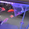 森森（SUNSUN）鱼缸增氧泵水族箱氧气泵家用小型充氧泵 【二代更静】4W单孔+全套配件 实拍图