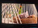 飞利浦EVNIA弈威32英寸 4K240Hz AR3.0黑透屏五层堆叠OLED DP2.1光效TypeC 电竞显示器 天王星32M2N8900X 实拍图