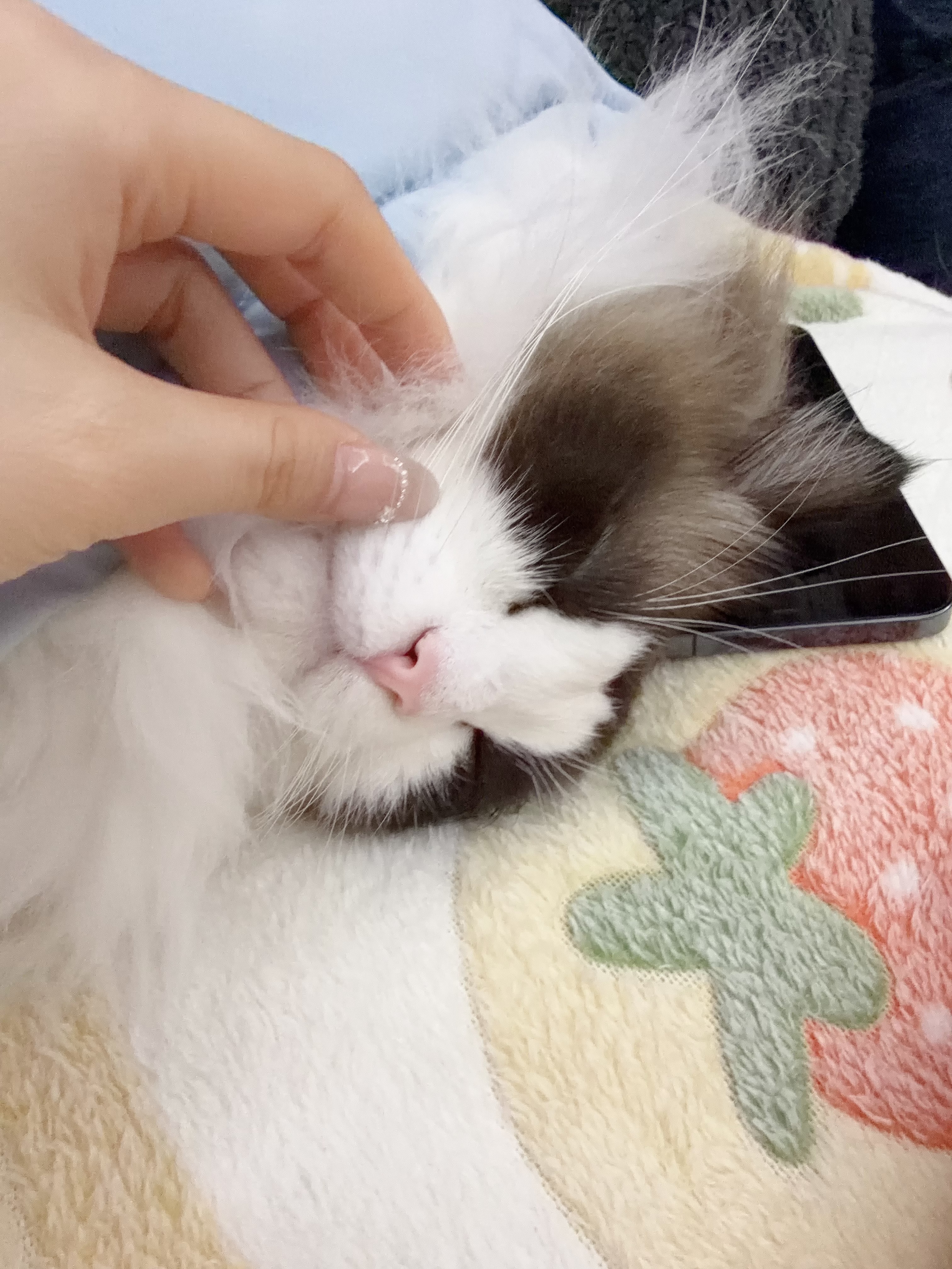 诚实一口P40全价猫粮成猫幼猫室内外80%鲜肉高蛋白长肉美毛鸡鱼味400g 实拍图