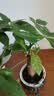 花行榜绿萝桌面发财树盆栽幼儿园小绿植物花卉办公室内水培好养源头直发 实拍图