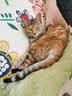 皇家猫粮 幼猫猫粮 幼猫奶糕 K36 通用粮 4-12月 2KG 实拍图