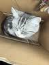 阿飞和巴弟猫粮E76益生菌全价冻干双拼猫粮全阶段通用猫粮2kg*3袋 实拍图