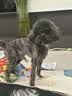 皇家狗粮 贵宾成犬狗粮泰迪犬粮宠物小型犬PD30全价犬粮10月-8岁 500g 实拍图