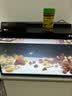 吉品红小型鱼食60克观赏鱼饲料热带红绿灯科斗鱼通用养鱼粮缓沉小粒 实拍图