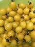 京鲜生山东黄金蜜千禧小番茄净重3斤阳光水果黄色小番茄蔬菜源头直发 实拍图