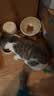 licheers猫碗陶瓷猫粮双碗斜口不黑下巴宠物幼猫咪吃饭食盆喝水喂食一体 实拍图