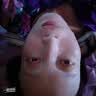 妆蕾（RAY）泰国进口面膜20片巨补水保湿暗沉提亮修复护肤色男女士七夕节礼物 实拍图