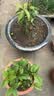 桂花树苗盆栽室内四季桂花卉植物金桂丹桂庭院大树浓香型绿植开花 四季桂花高40cm左右【原土球发货】 实拍图