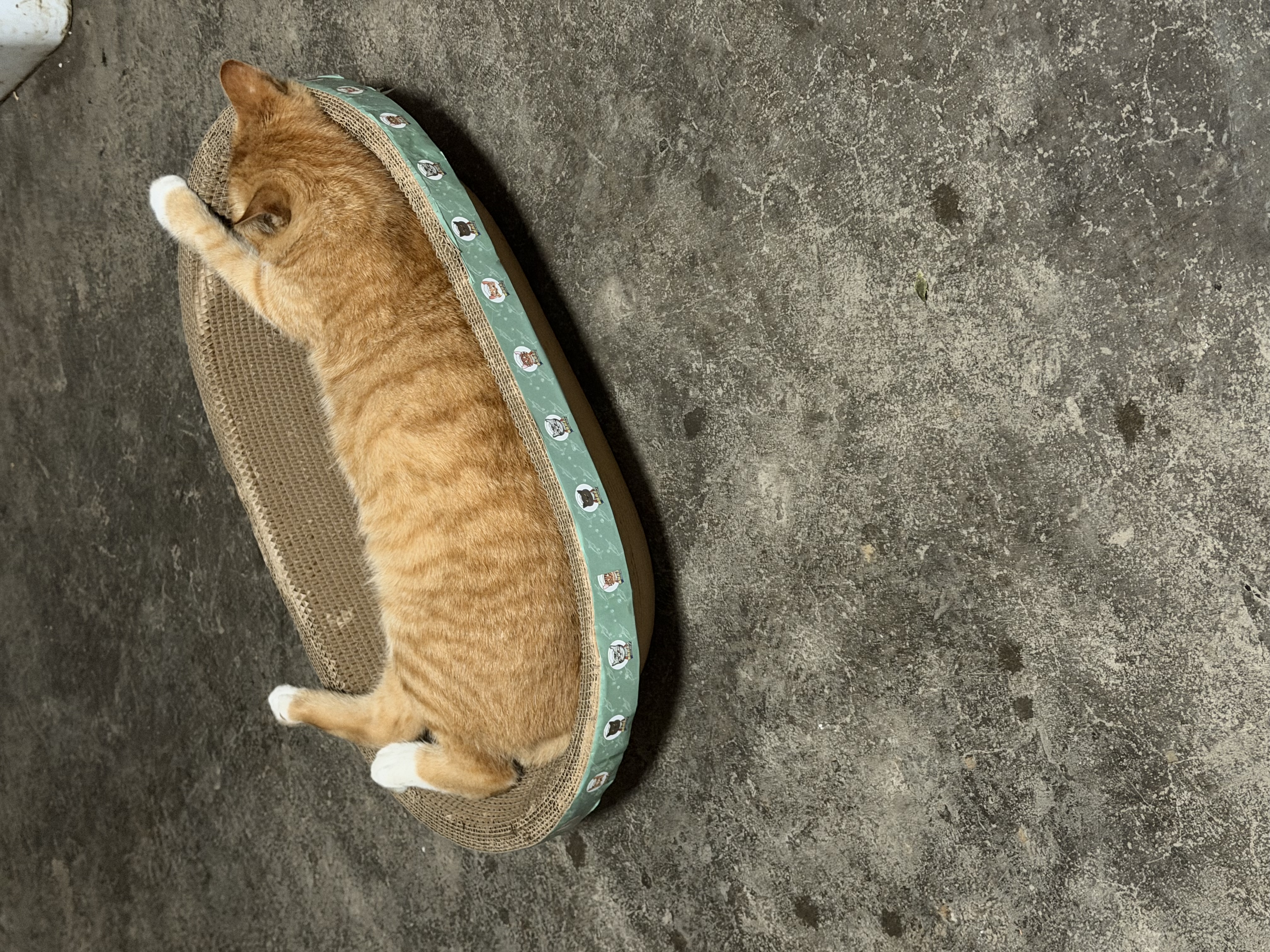 疯狂的主人猫抓板窝碗形超大号猫抓盆不掉屑猫窝宠物猫玩具瓦楞纸猫爪板 实拍图