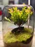 封茗【生命之树】生态瓶苔藓微景观青苔造景缸植物办公室绿植桌面盆栽 生命之树微景观(烟灰款) 实拍图