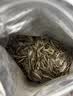 洽洽奇味小葵瓜子500g瓜子一斤装原味五香味焦糖味瓜子休闲零食 五香味瓜子500g【1斤装】 实拍图