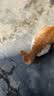 网易严选全价冻干双拼猫粮3.0 猫干粮成猫幼猫通用高鲜肉粮 自营金选1.8kg 实拍图