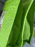 艺福堂花草茶 菊花茶头采胎菊250g 无硫熏杭白菊花蕾泡水清凉养生茶 实拍图