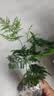 文竹盆栽绿植花卉盆景植物室内客厅水培文松云竹文竹大苗四季常青 小文竹【1颗】原盆原土球发货 高度15-25cm 实拍图