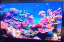 小米（MI）REDMI电视X55 2026款 55英寸 Mini LED288Hz 1200nits 4GB+64GB平板电视L55RC-RX 实拍图