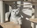皇家（ROYAL CANIN）泌尿道处方猫粮MUC34情绪舒缓稀释尿液减少结石再生成猫1.5KG*2 实拍图