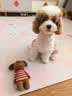 皇家狗粮 幼犬狗粮 宠物 小型犬 MIJ31 全价犬粮 2-10月 2KG 实拍图