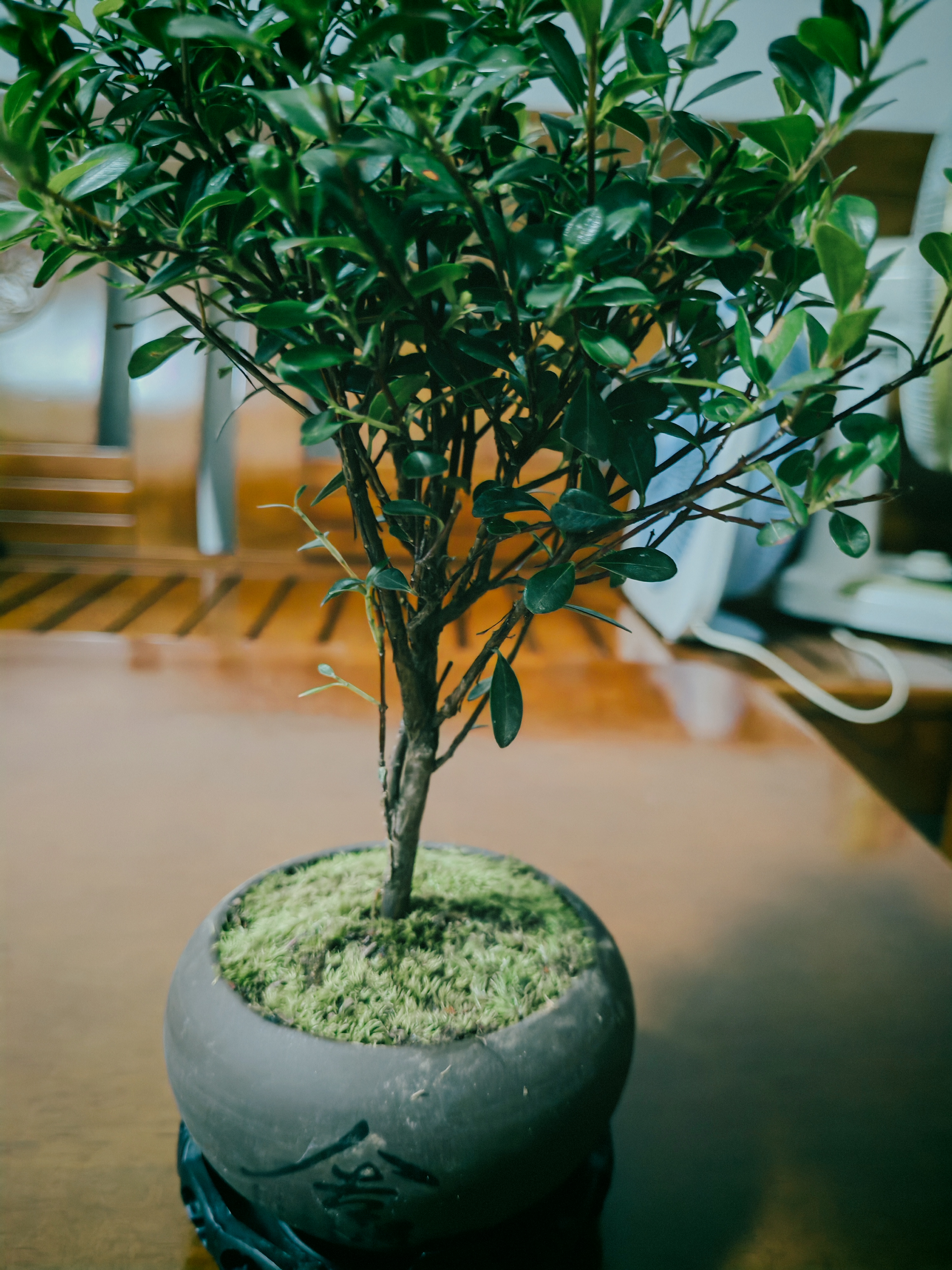 八芽 小叶赤楠盆景摆件室内绿植花卉盆栽老桩客厅办公室桌面好养植物 （【热销款】舍得紫砂盆赤楠+苔藓+底座） 实拍图