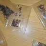 波斯菊花种子种籽子四季播种易活庭院室外凤仙花籽矢车菊翠菊种孑 01：重瓣混色凤仙花种子 今年新籽：粒粒精选20-30粒【开花爆盆】 实拍图