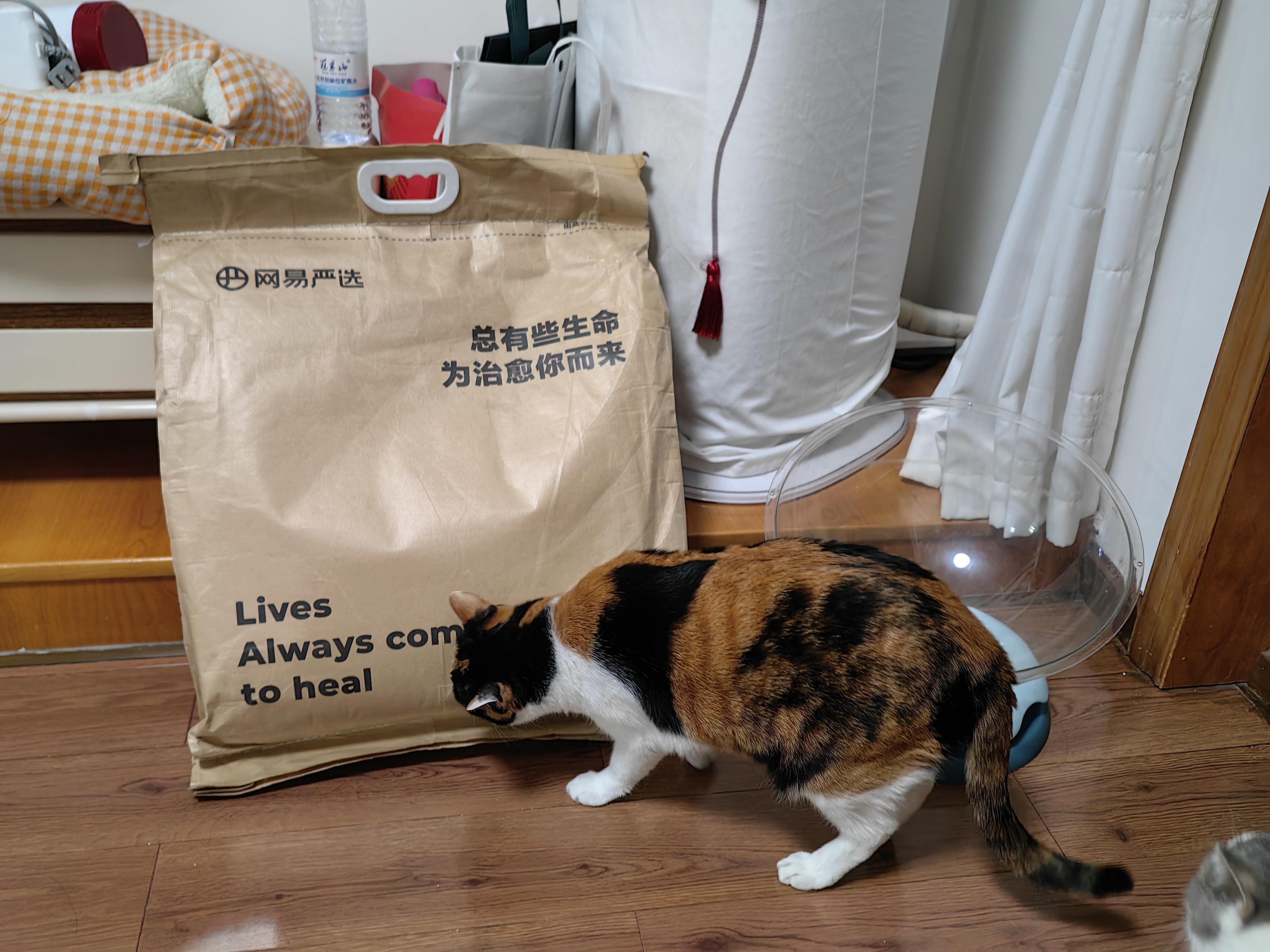网易严选宠爱相伴全价猫粮 实惠宠物主粮成幼猫爱心公益 美毛护肠胃10kg 实拍图