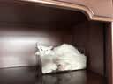 网易严选全价猫用双拼护肠盾餐盒40g*6罐 猫零食罐头主食补水 实拍图