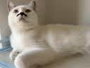皇家猫粮 室内成猫粮 I27 通用粮 12月以上 10KG 实拍图
