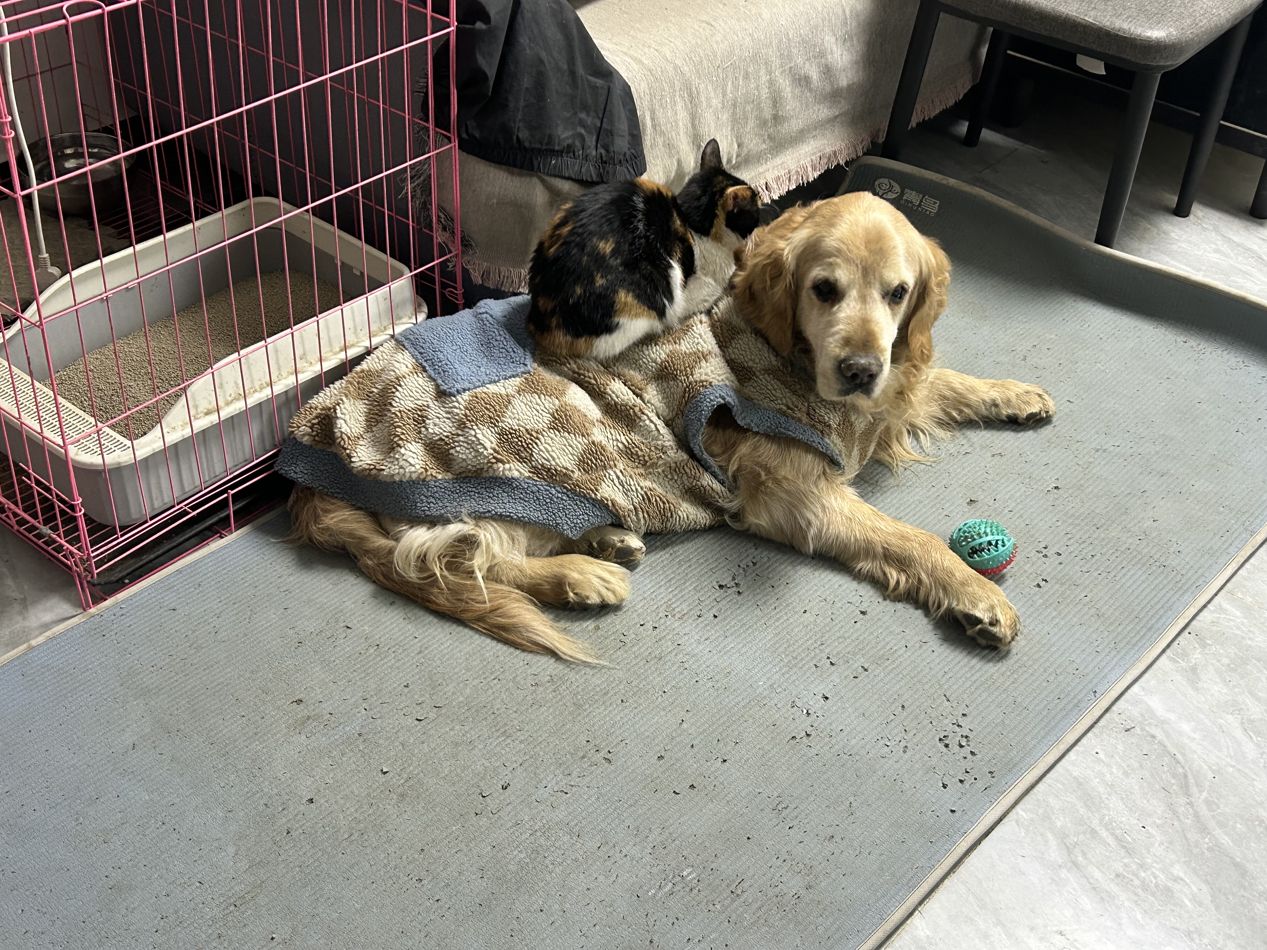 藻趣儿狗粮 藻趣儿狗粮成犬粮牛肉螺旋藻 均衡营养15kg/30斤 实拍图