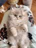 自然光环美国进口Halo【成猫鲜肉】膨化猫粮美毛护肤布偶蓝猫纯鲜肉无肉粉 【热卖装】鸡肉味6磅*2包 (效期27.6起) 下单抽奖·满赠好礼~详情请入会 实拍图