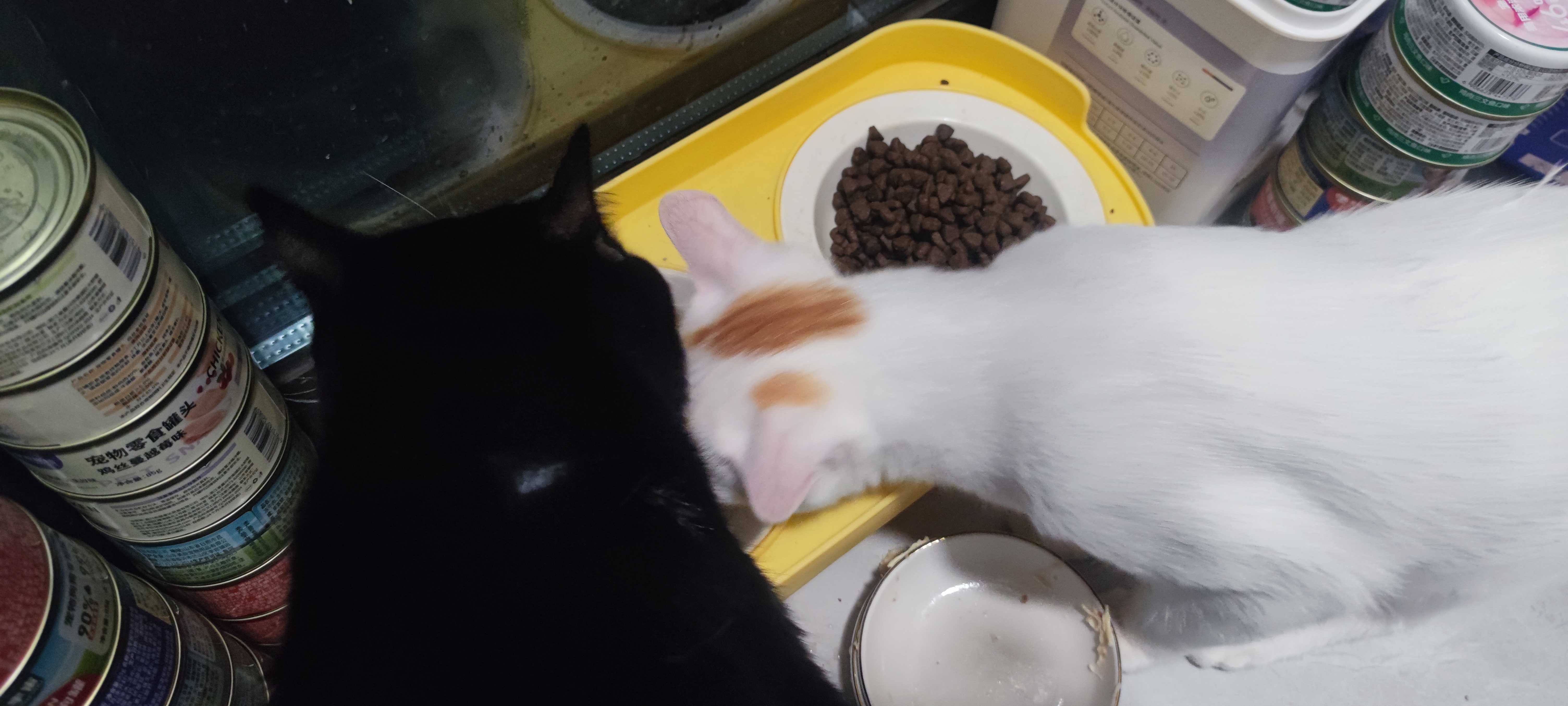 皇家搭档猫罐头猫零食鸡肉丝鱼油蔓越莓金枪鱼丝三种口味混合85g*6罐 实拍图