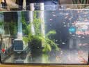 森森（SUNSUN）耀蓝鱼缸水泵小型潜水泵过滤泵抽水泵YQP-1000 15W 实拍图