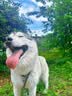 皇家狗粮 成犬狗粮 犬粮 宠物 中型犬 M25 全价犬粮 12月 15KG 实拍图