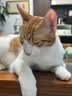 素力高（SolidGold）猫粮金素鸡升级款 成幼猫进口高蛋白12磅/5.44kg 实拍图