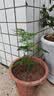 文竹盆栽绿植花卉盆景植物室内客厅水培文松云竹文竹大苗四季常青 小文竹【1颗】原盆原土球发货 高度15-25cm 实拍图