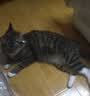 网易严选全价猫粮4.0成幼猫三文鱼亮毛养胃深海鱼虾1.8kg*4袋【宠物金选】 实拍图