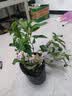 绣球花苗无尽夏带花苞四季开花绣球花盆栽庭院好养花卉植物室内花 无尽夏【大花绣球-无尽星河】 精品大苗【花期带花苞】原盆宽18cm高45cm 实拍图