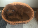 康贝尼宠物狗窝仿藤条猫窝藤编泰迪比熊博美小型犬窝可拆洗 猫狗用品 半封闭/小号建议5斤内猫狗 实拍图