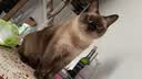 皇家猫粮 暹罗成猫粮 SM38 通用粮 12月以上 2KG 实拍图
