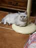 多特思猫罐头猫湿粮主食罐浓汤补水罐猫咪零食下午茶金瓜奶露60g*6罐 实拍图