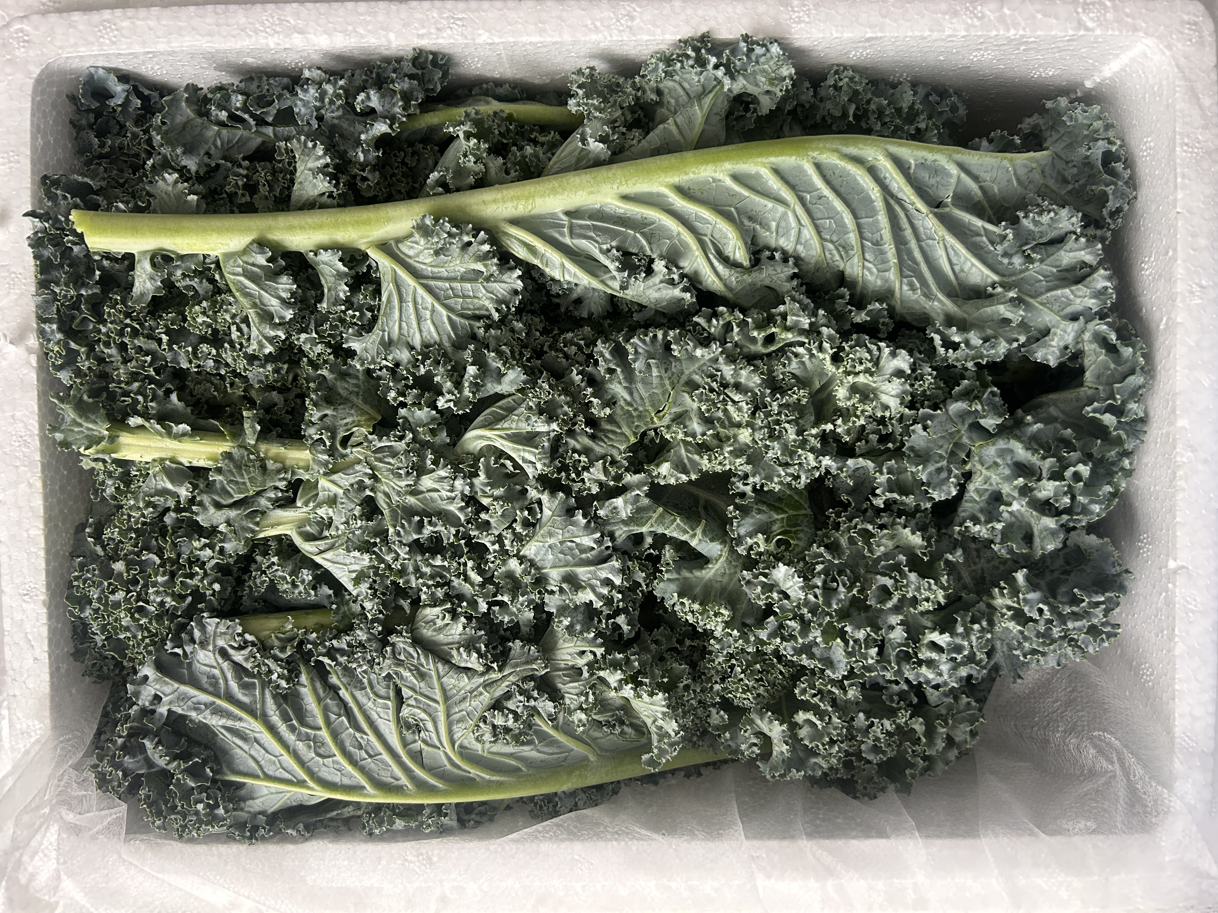 新鲜羽衣甘蓝生鲜蔬菜嫩叶云南甘兰芥蓝西餐沙拉榨汁减脂直播间 羽衣甘蓝闺蜜2斤净重 实拍图