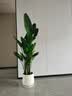 花财主天堂鸟盆栽办公室大型绿植客厅鸭脚木植物家用吸甲醛净化空气好养 5-6天堂鸟1.2-1.3m【梯形盆】 实拍图