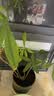 德沃多发财树专用植物营养土2.6kg园艺绿植盆栽养花土种植基质土 实拍图